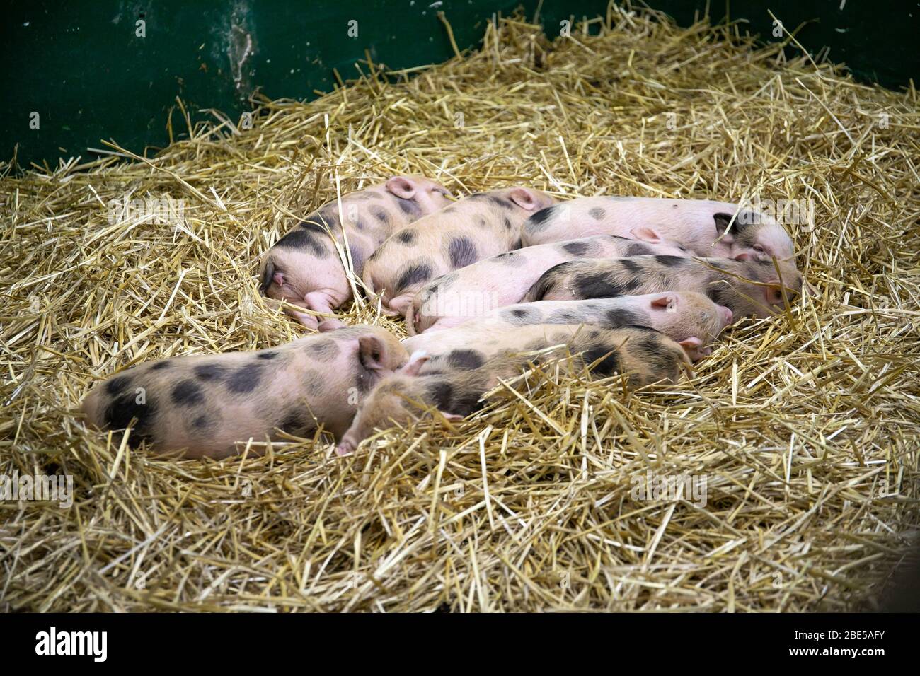 Little pigs in the hay. Animals.Close-up Stock Photo