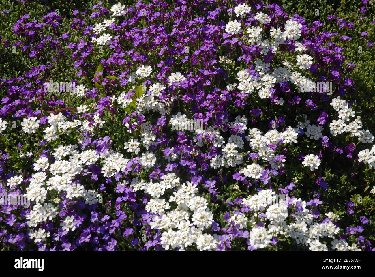 Aubretia, also known as Rock Cress,  flowering in rock garden in spring Stock Photo