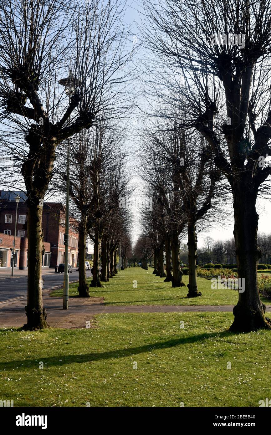 Line of trees in Welwyn Garden City Stock Photo Alamy