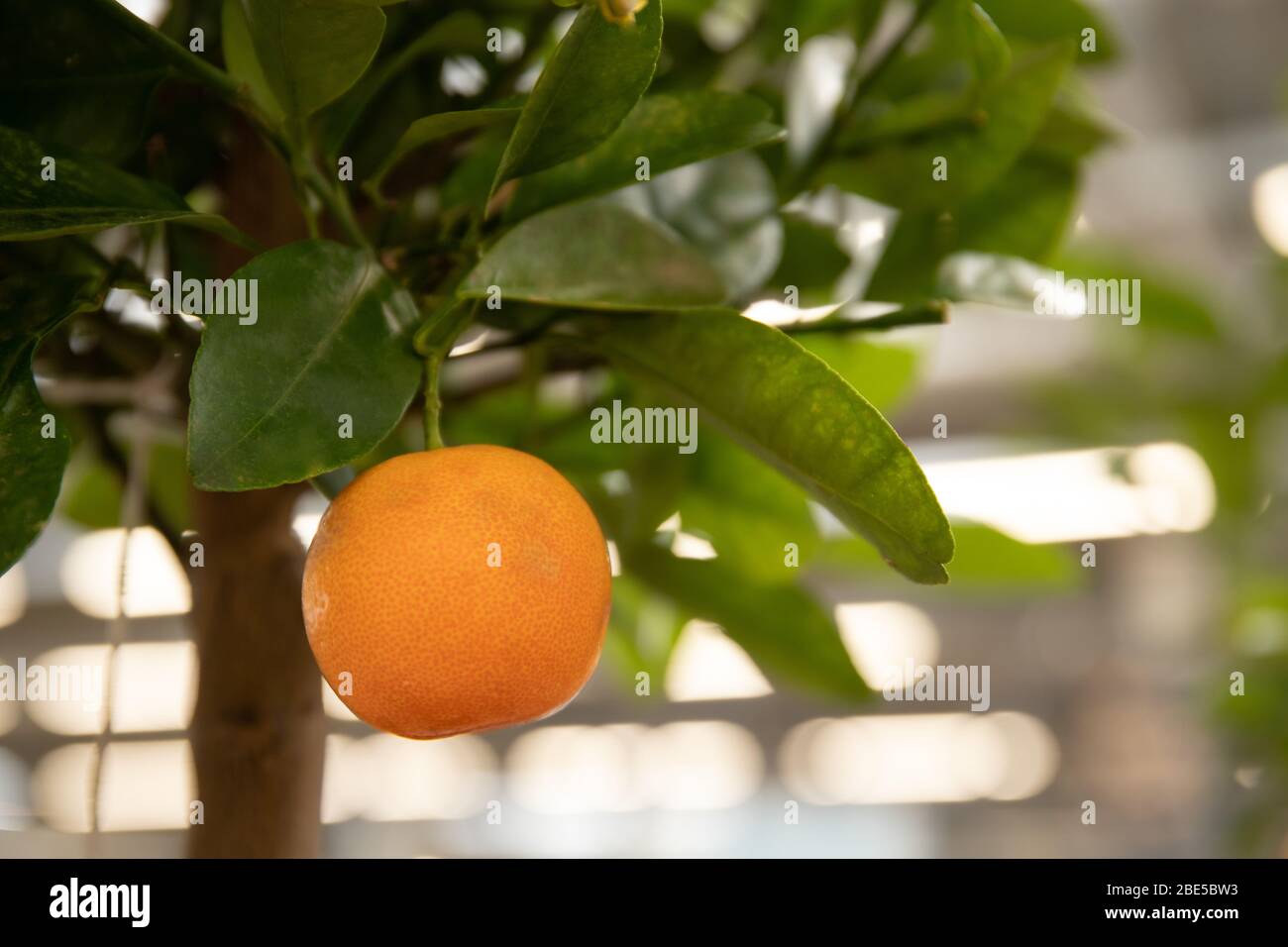 Tangerines on a tree branch. Fresh and beautiful citrus Stock Photo Alamy