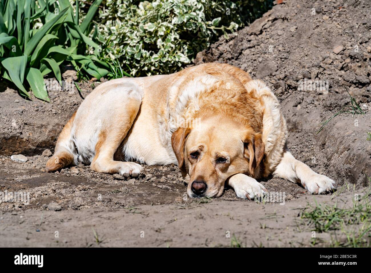 Why Do Dogs Dig Holes To Lie In