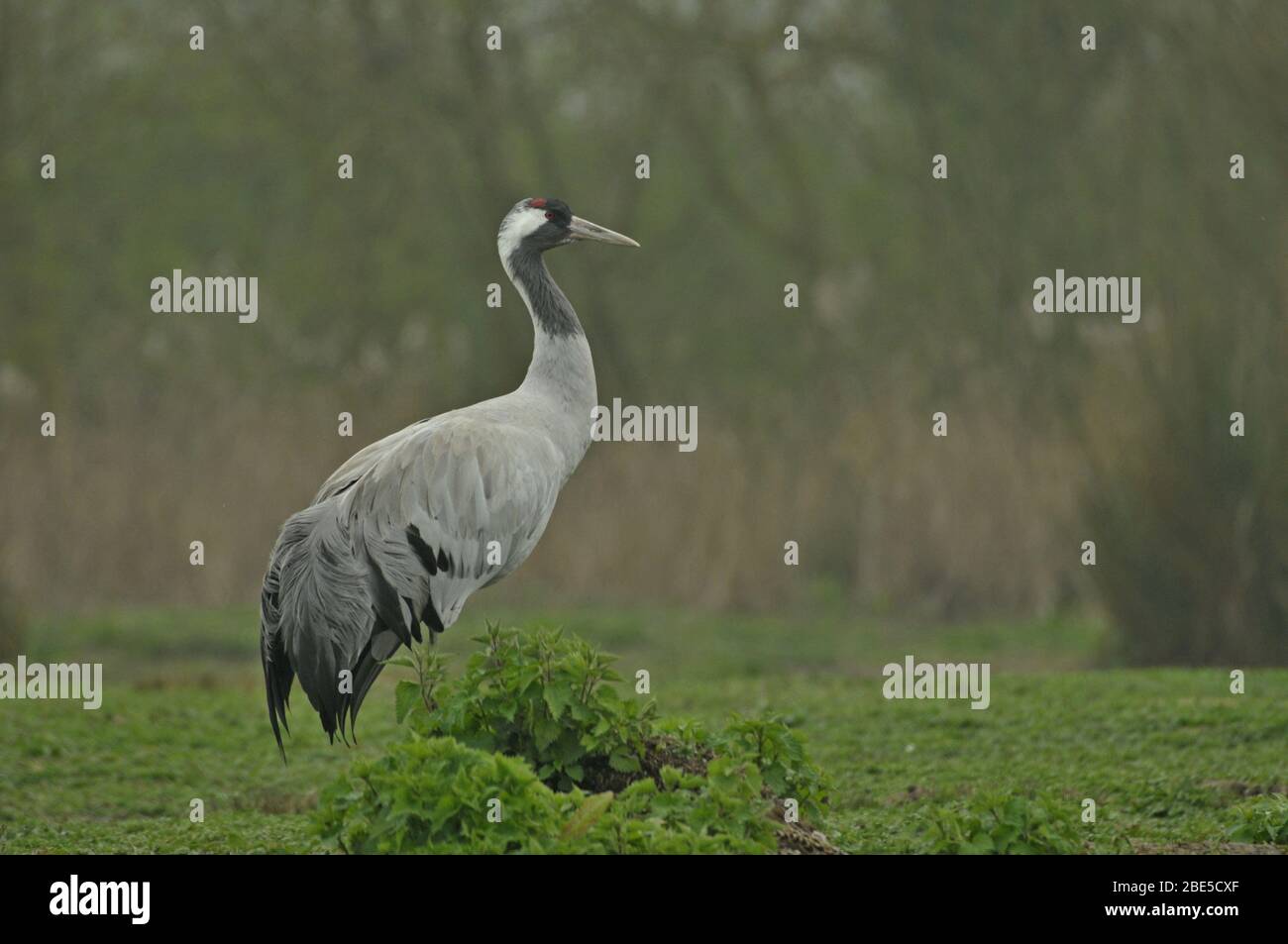 Common crane Stock Photo