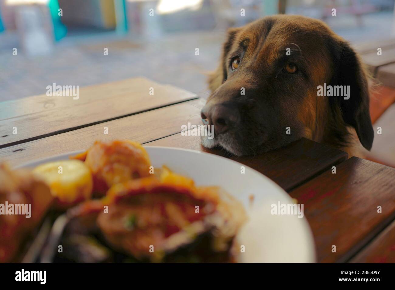 A large dog waiting patiently for food Stock Photo