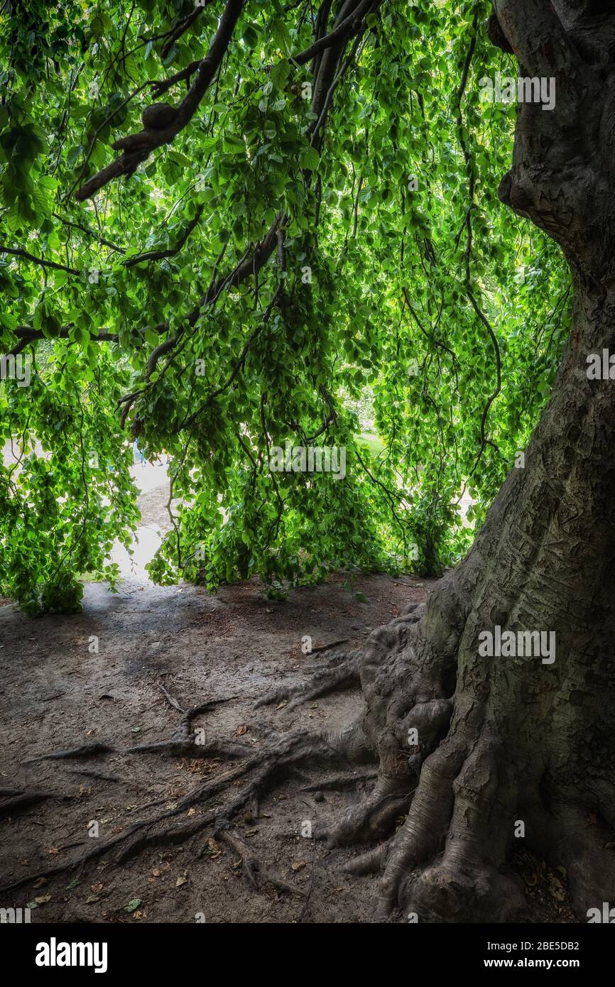 Hidden place under canopy of an old tree with visible roots in the ground. Stock Photo