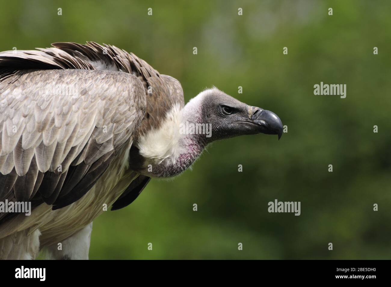 Vulture Face Portrait High Resolution Stock Photography and Images - Alamy