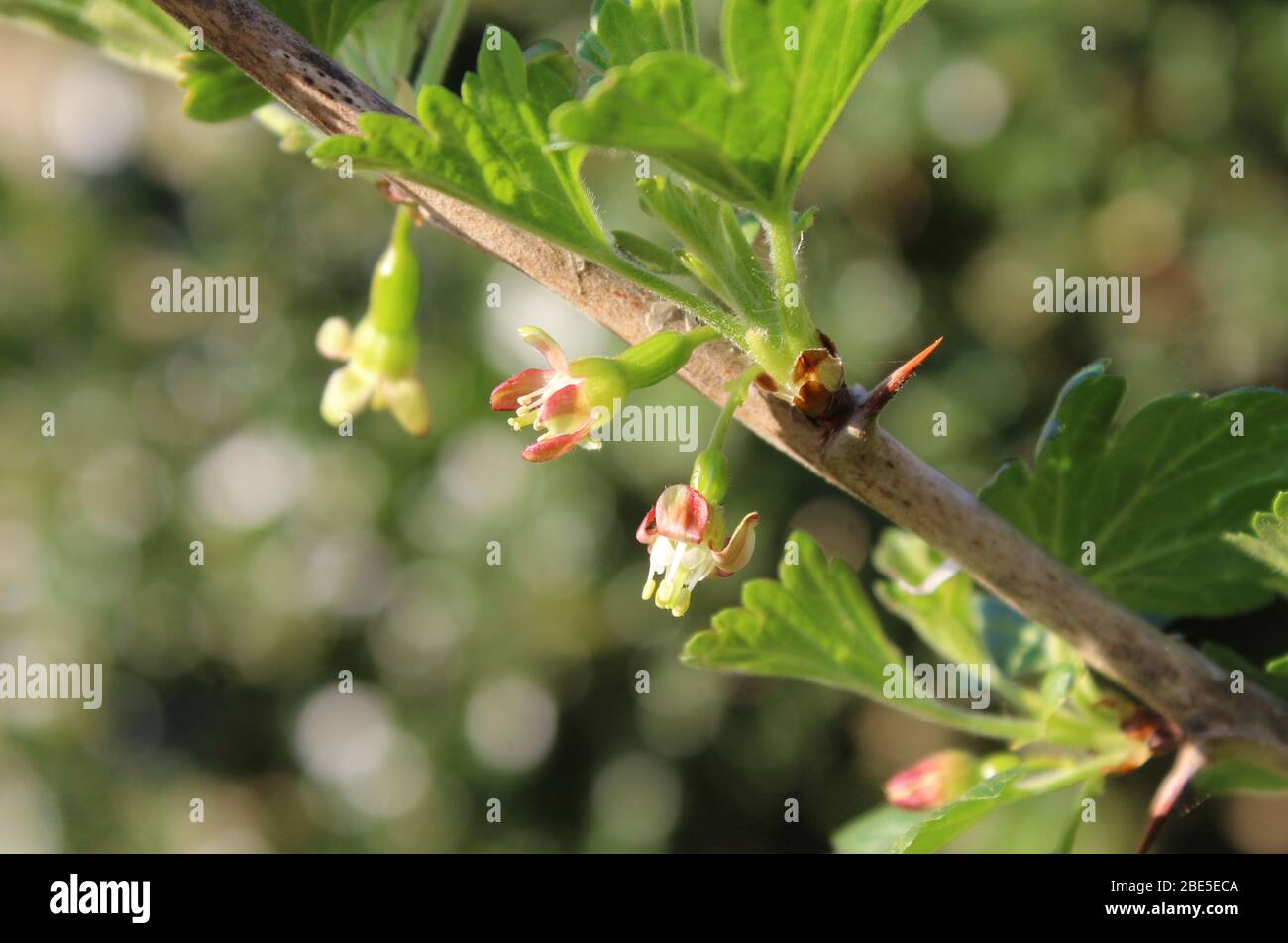 Close up image of the tiny pink flowers of the gooseberry plant, Ribes uva-crispa. Sunlit outdors, with copy space to the left. Stock Photo