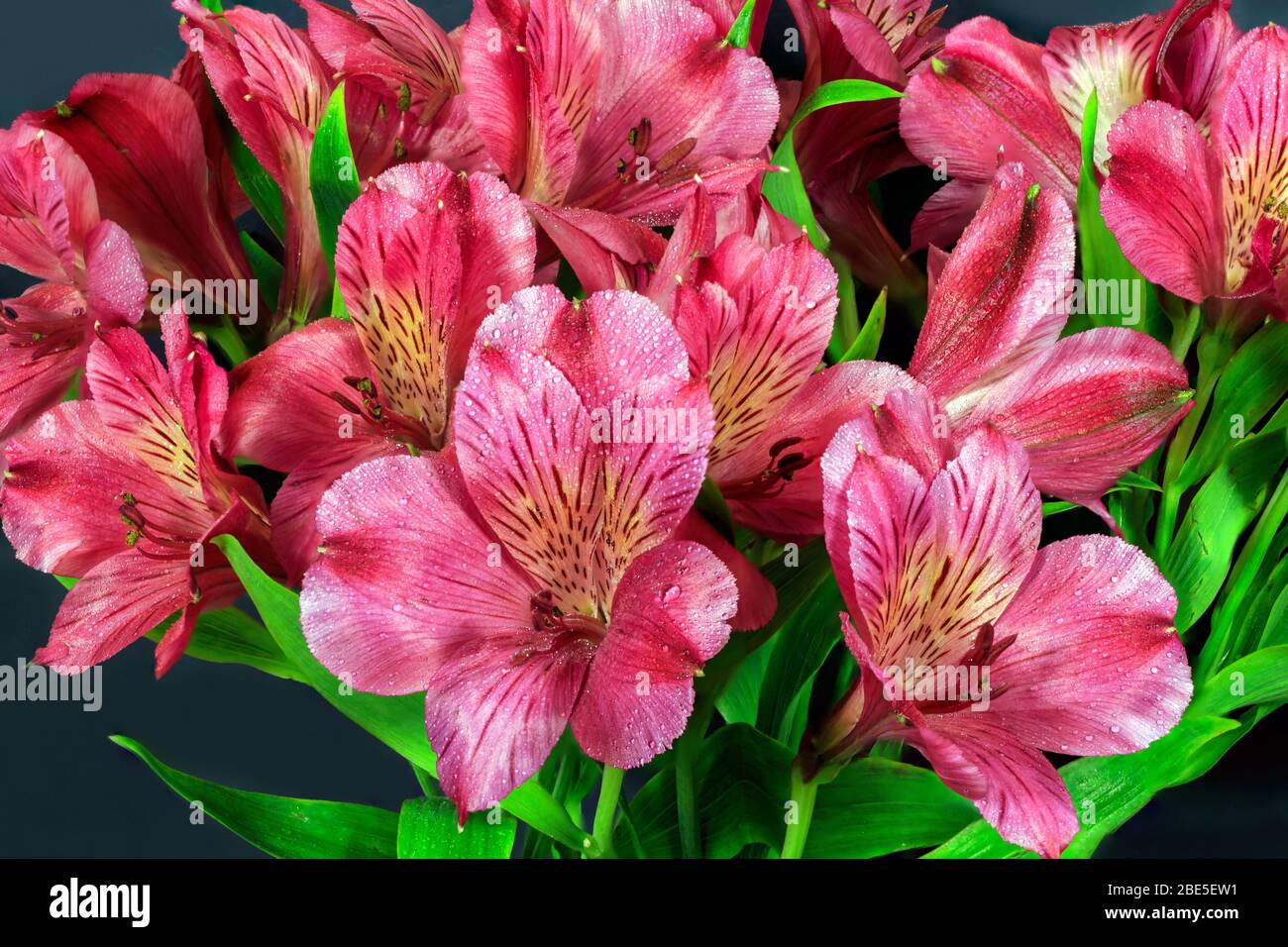 Close up on red Alstroemeria flower heads with water droplets with a black background Stock Photo