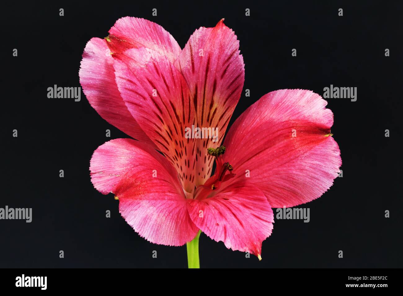 Close up on a red Alstroemeria flower head with a black background Stock Photo