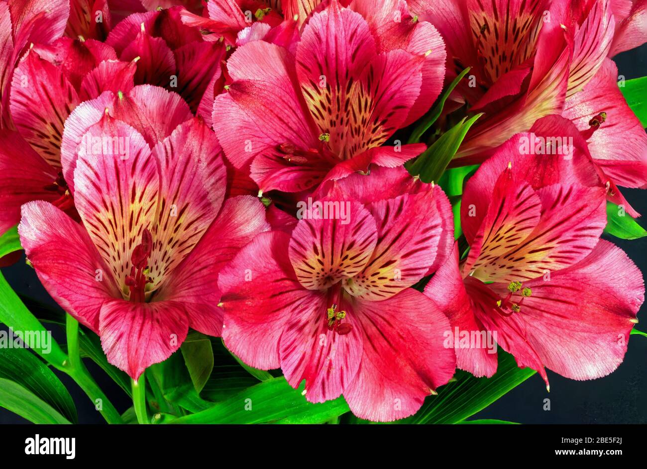 Close up on red Alstroemeria flower heads with a black background Stock Photo