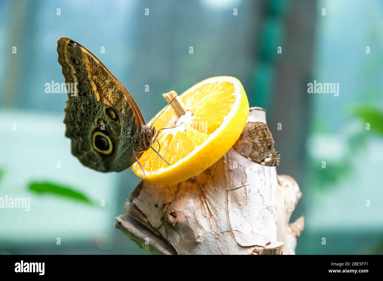 Many beautiful butterflies eat from a feeding trough Stock Photo Alamy