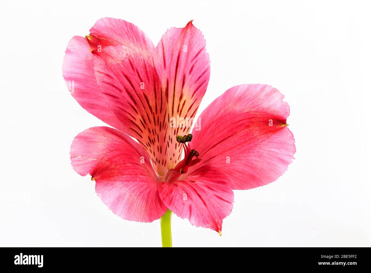 Close up on a red Alstroemeria flower head with a white background Stock Photo
