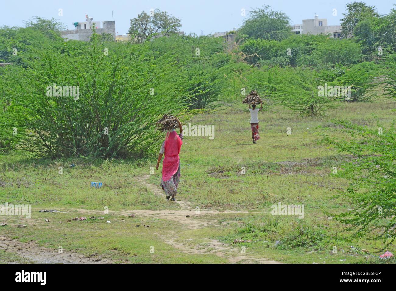 Women carrying firewood on their head during the nationwide lockdown imposed in wake of the deadly novel coronavirus pandemic at a village in Beawar. Stock Photo