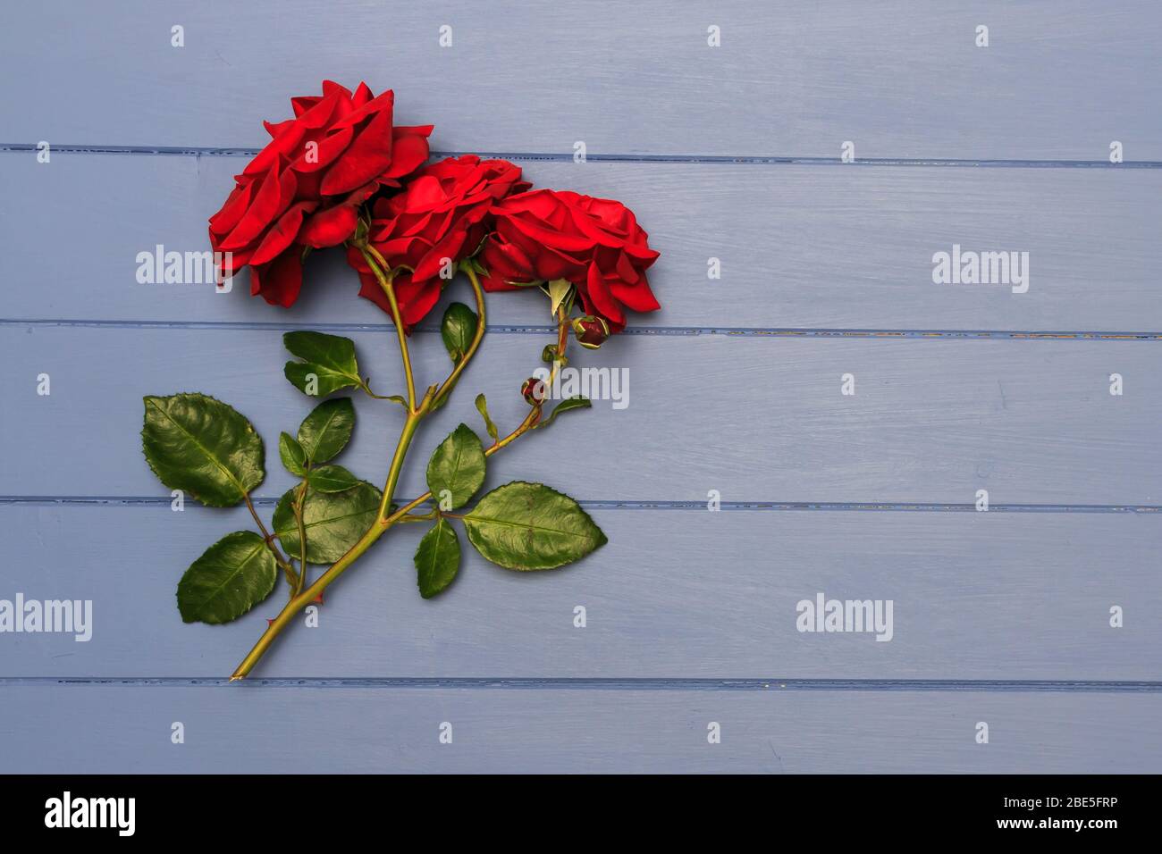 Cut spray of three Red Roses on blue wooden boards Stock Photo