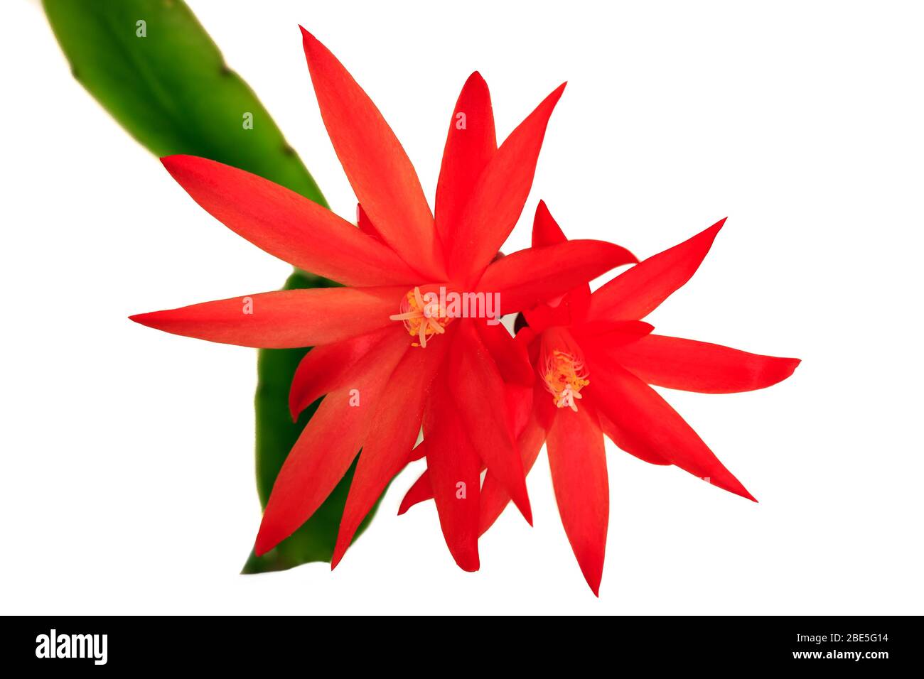 Red Cactus flower with white background Stock Photo