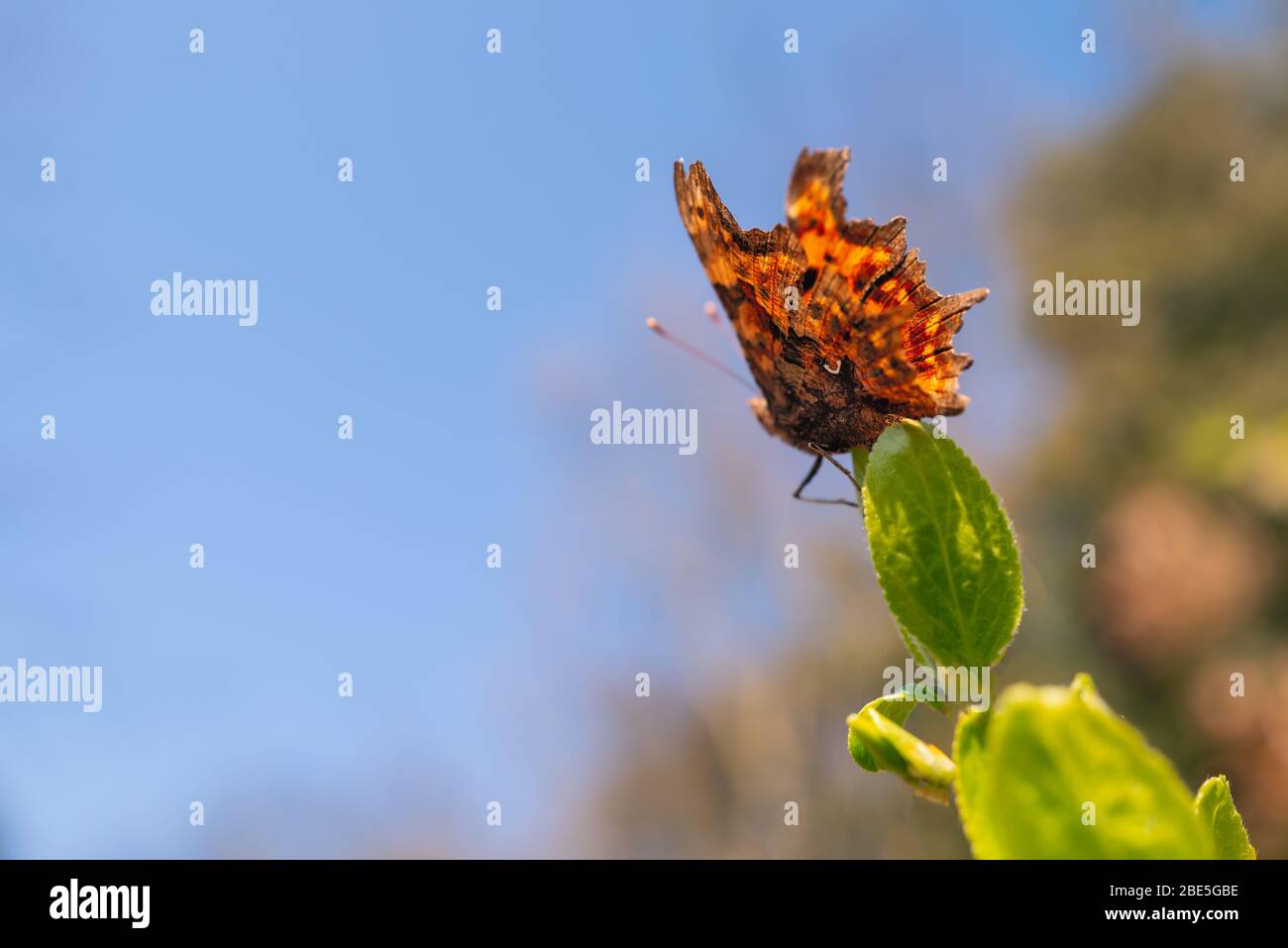 Comma Butterfly sitting on a green leaf. The tiny white semi circular marking, distinctive to these butterflies can be seen on its underwing, Stock Photo