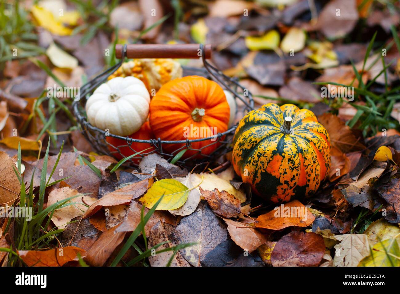 Fall Leaves And Pumpkins Wallpaper