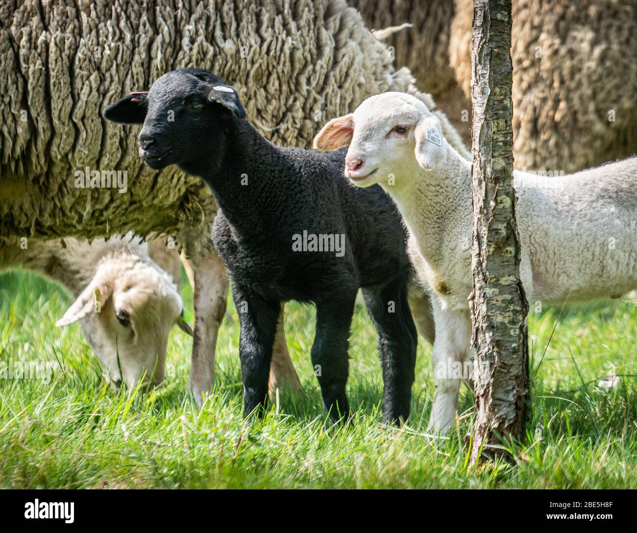 Black sheep among white sheep hi-res stock photography and images - Alamy