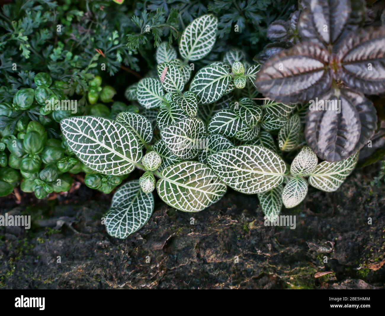 Small ornamental plants used for gardening trays. Stock Photo