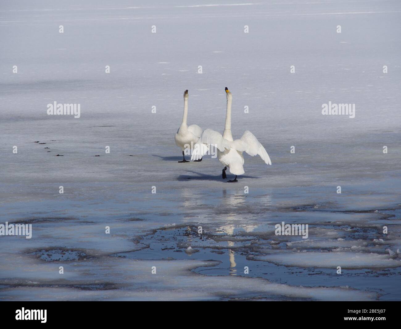 Love of swans, lake in the north of Sweden Stock Photo