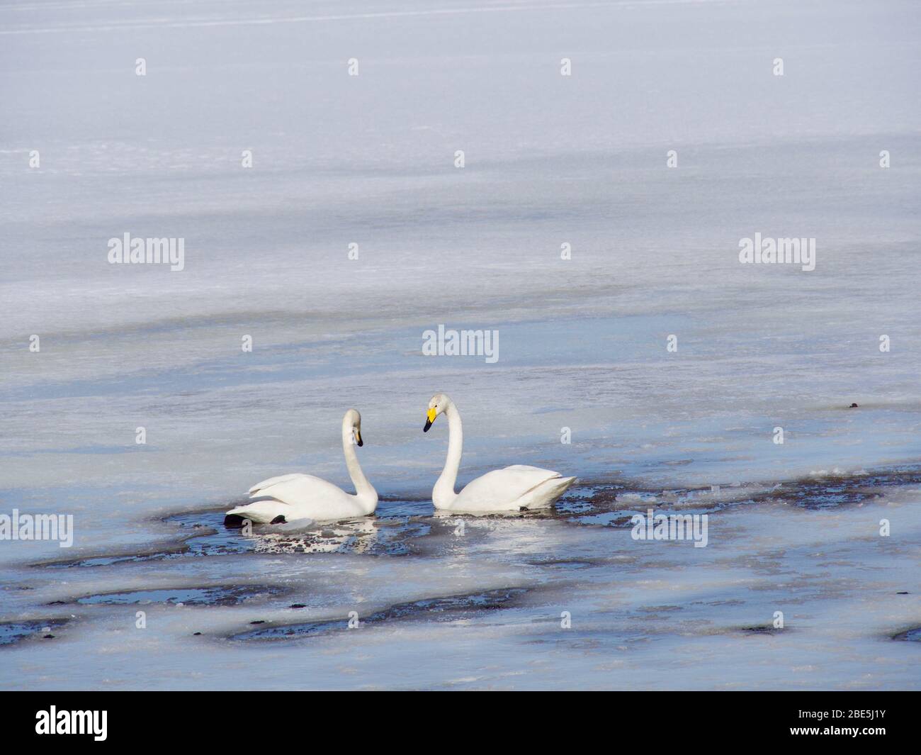 Love of swans, lake in the north of Sweden Stock Photo