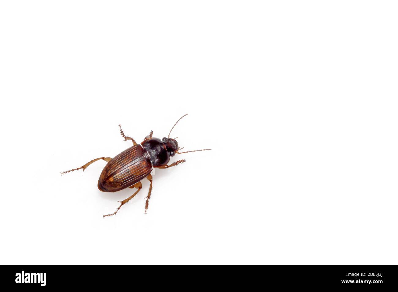 Insect species classification Cut Out Stock Images & Pictures - Alamy