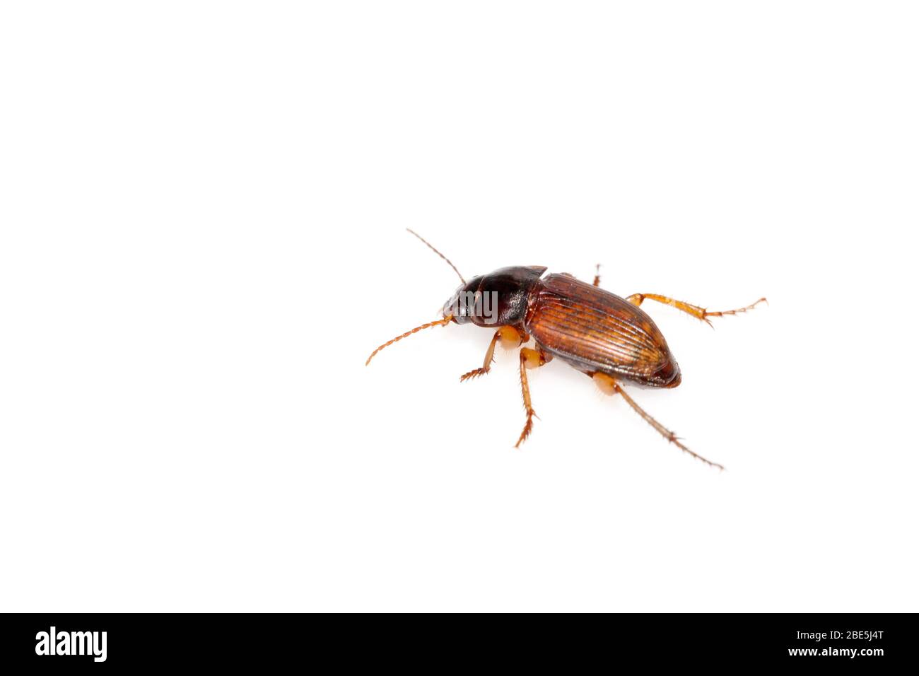 a beetle on a white background, can used as teaching biology insects ...