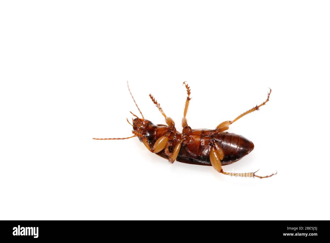 a beetle on a white background, can used as teaching biology insects ...