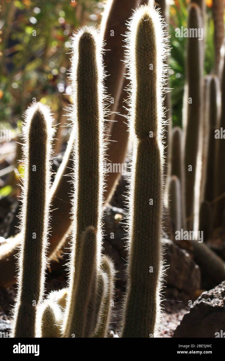 Kaktus cleistocactus strausii Stock Photo