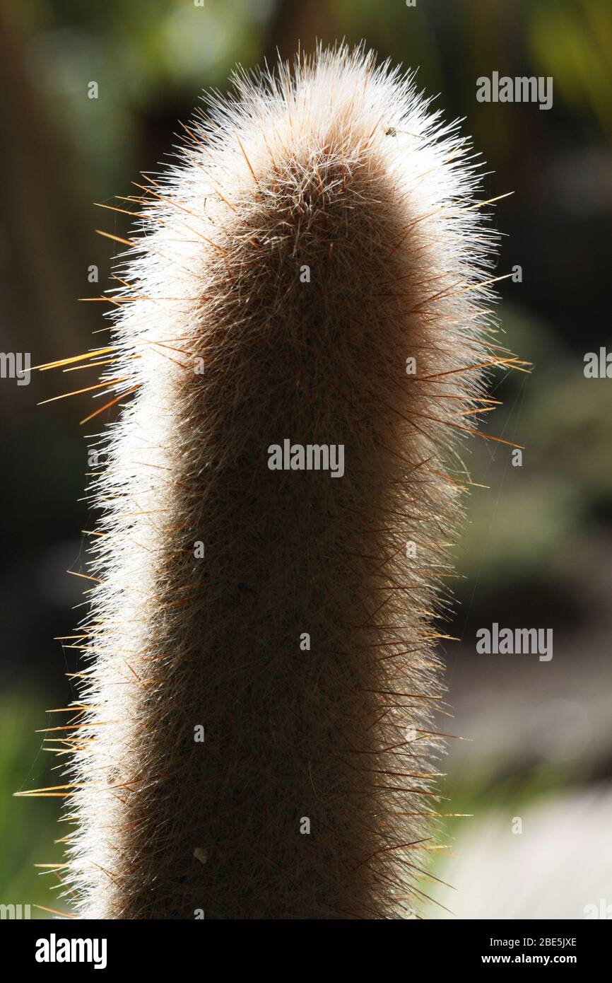 Kaktus cleistocactus strausii Stock Photo - Alamy