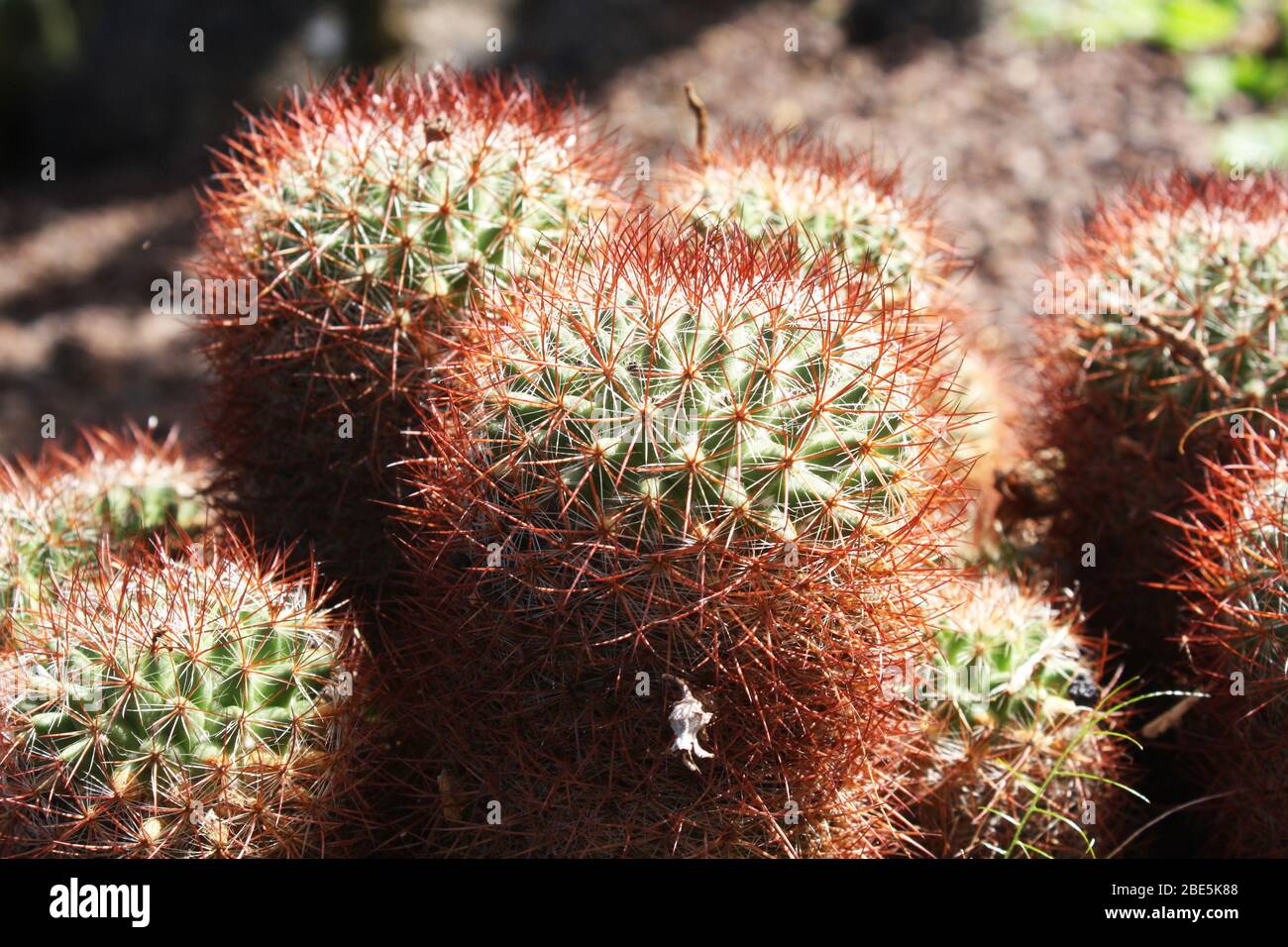 Kaktus mammillaria rhodantha Stock Photo