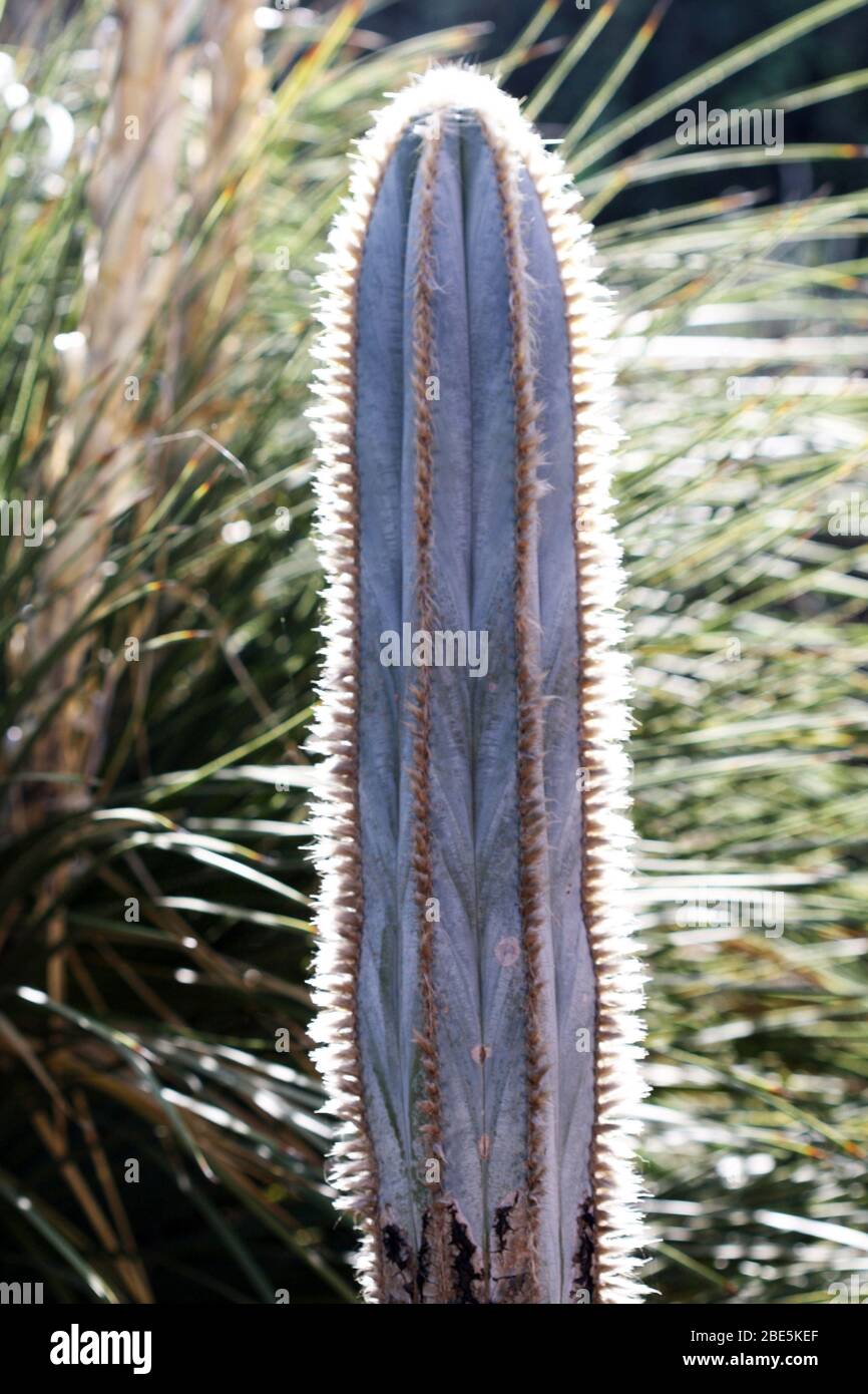mammillaria gracilis albata Mammillaria Gracilis Oruga (Thimble Cactus) – Kesslers Cacti main image 0