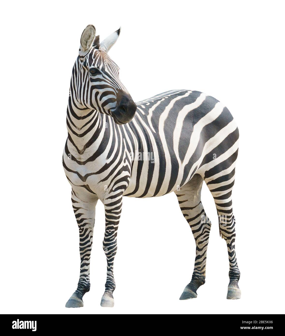 zebra isolated on white background Stock Photo