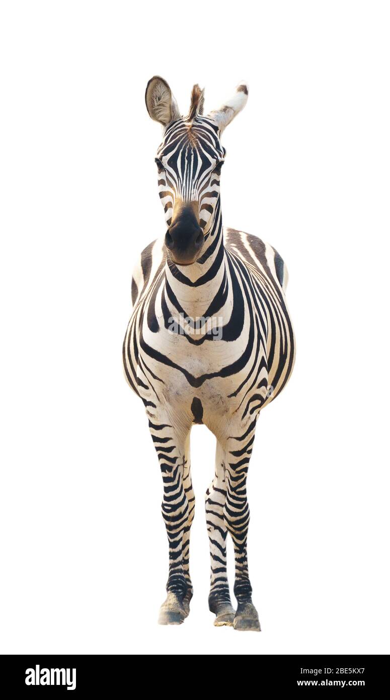 zebra isolated on white background Stock Photo