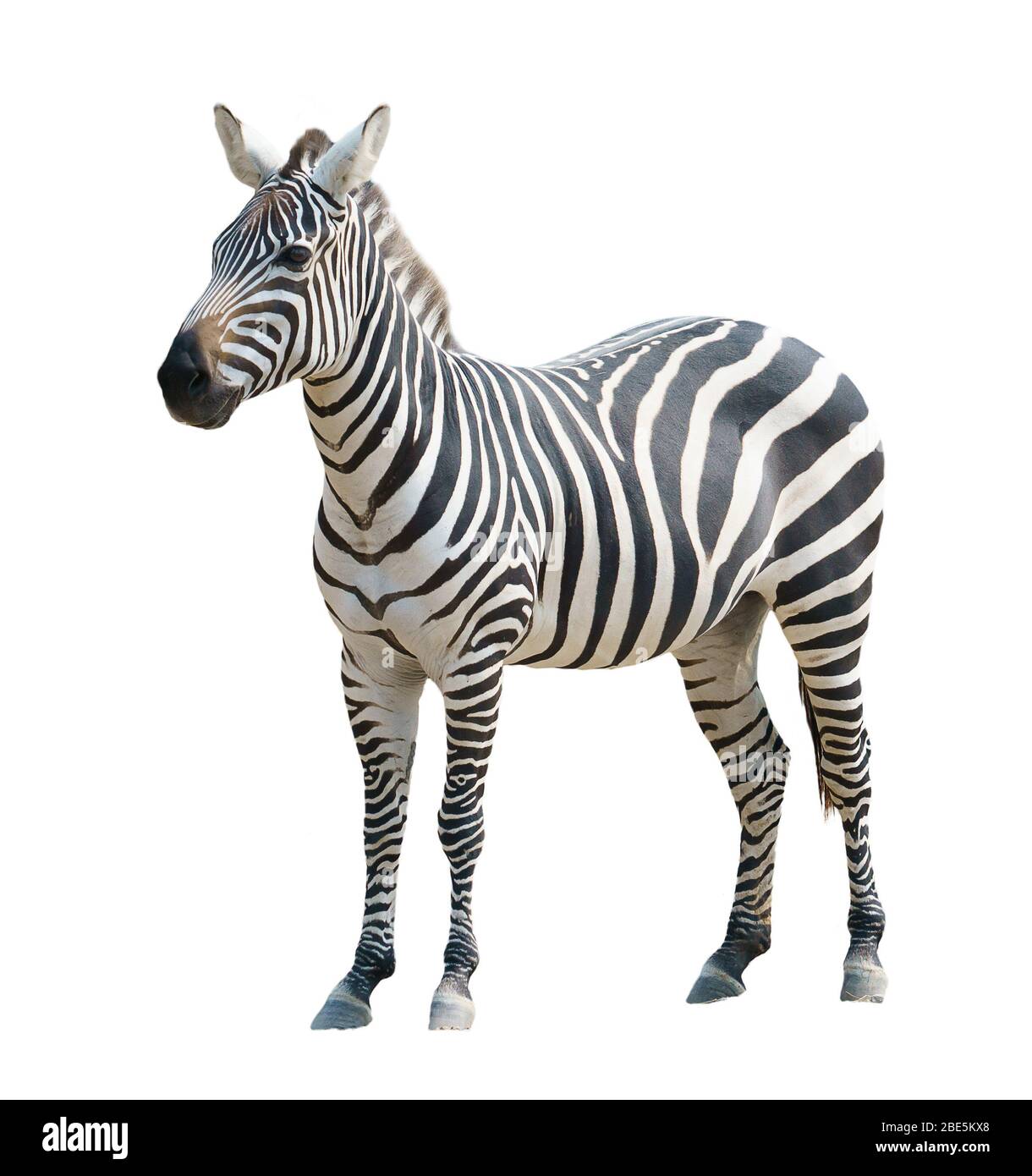 zebra isolated on white background Stock Photo