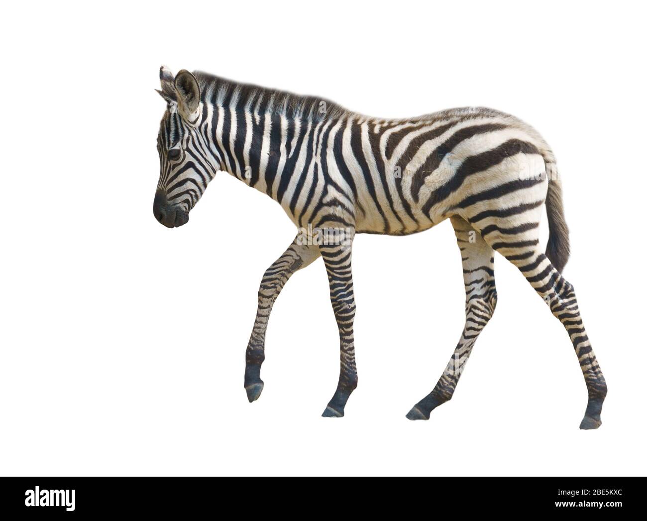 young zebra isolated on white background Stock Photo