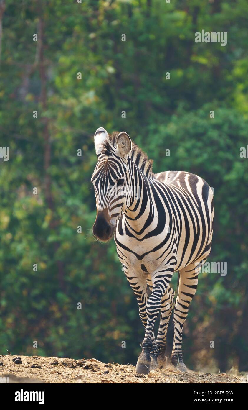 zebra standing alone in zoo Stock Photo