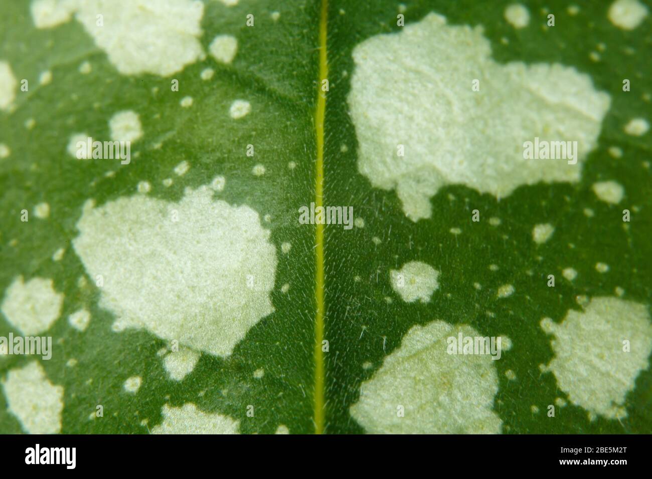 Spotted leaf of medunica pulmonaria Stock Photo