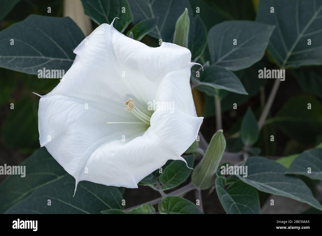 Datura innoxia - white flower from United States, Central and South America. The moonflower with green leaves outdoors. Floral background Stock Photo