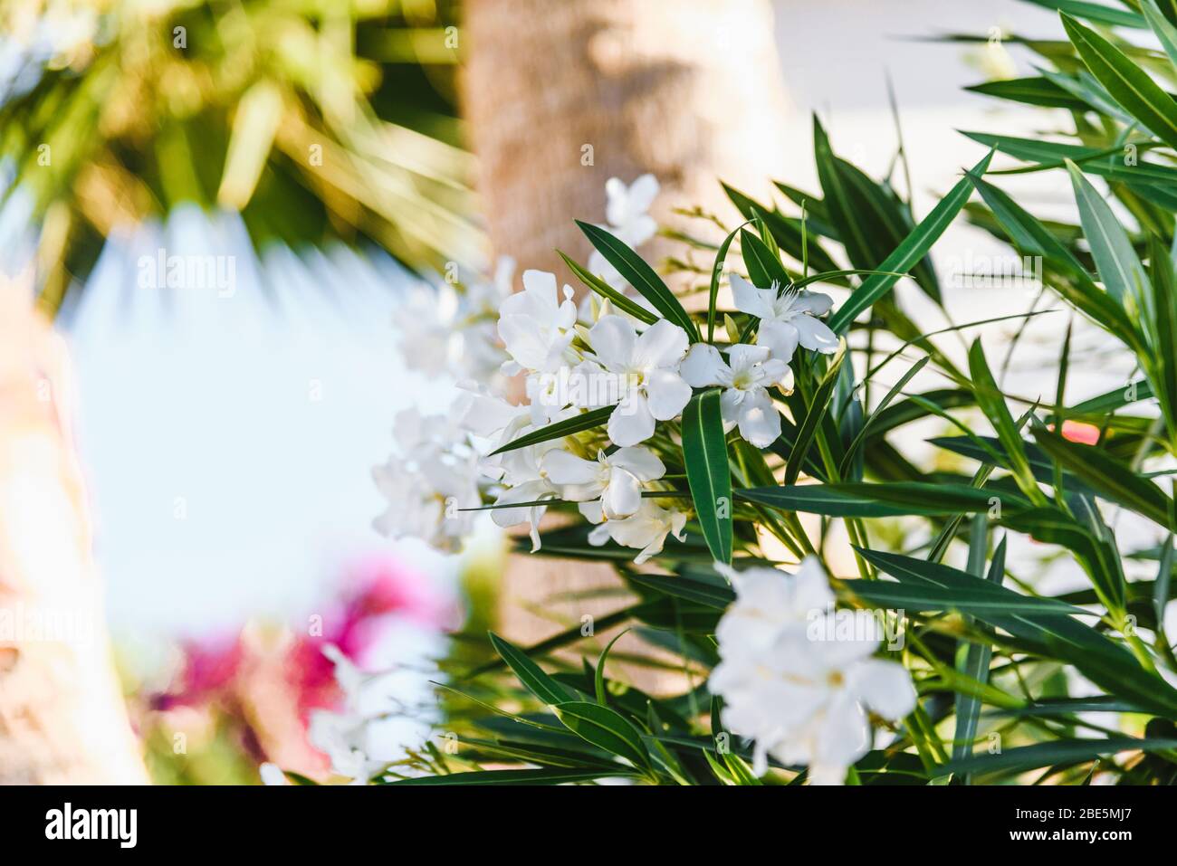 Beautiful white Oleander blossoms near a beach. Summer concept. Stock Photo