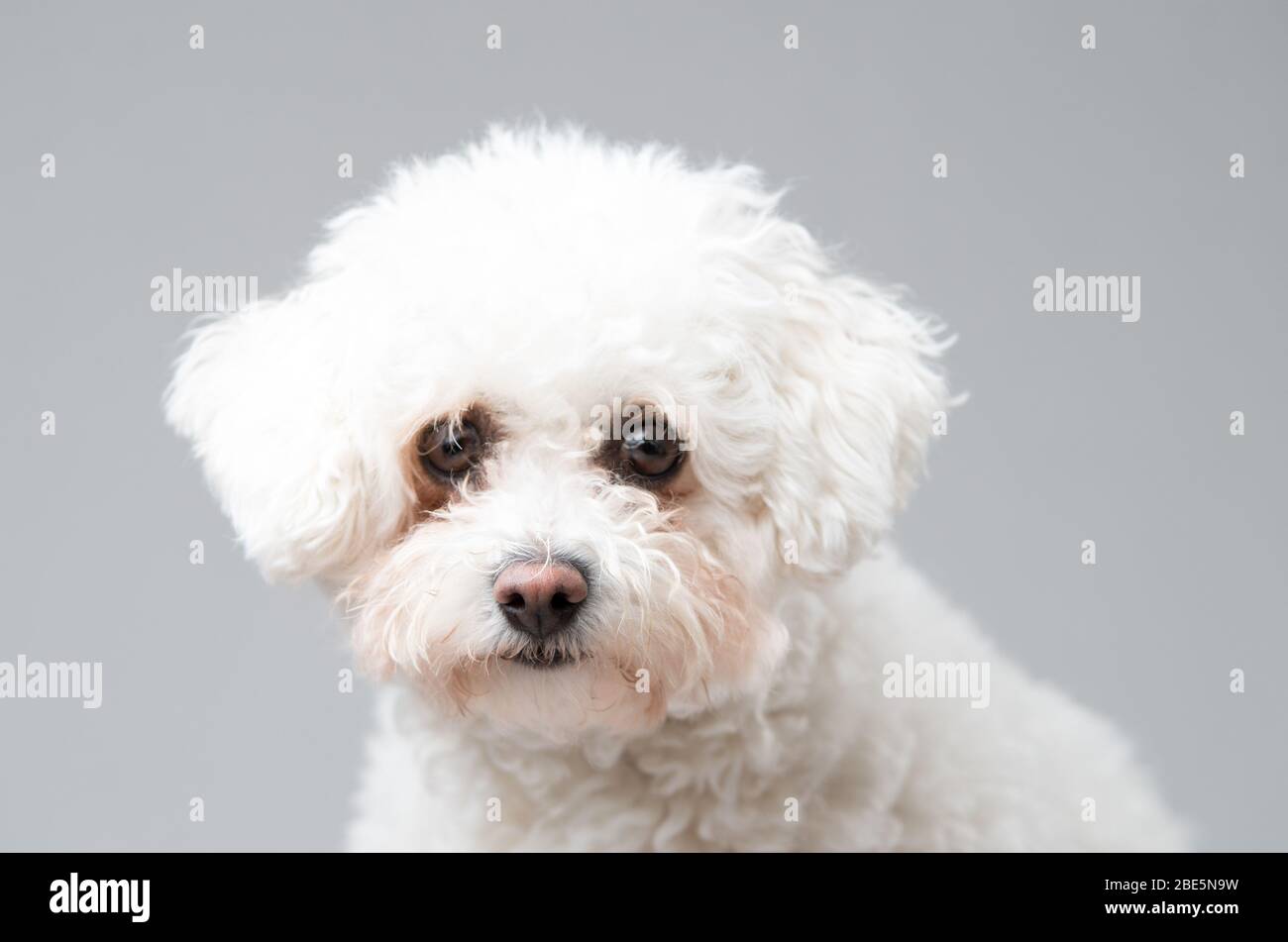 Small, cute, fluffy Bichon Frise Dog Stock Photo
