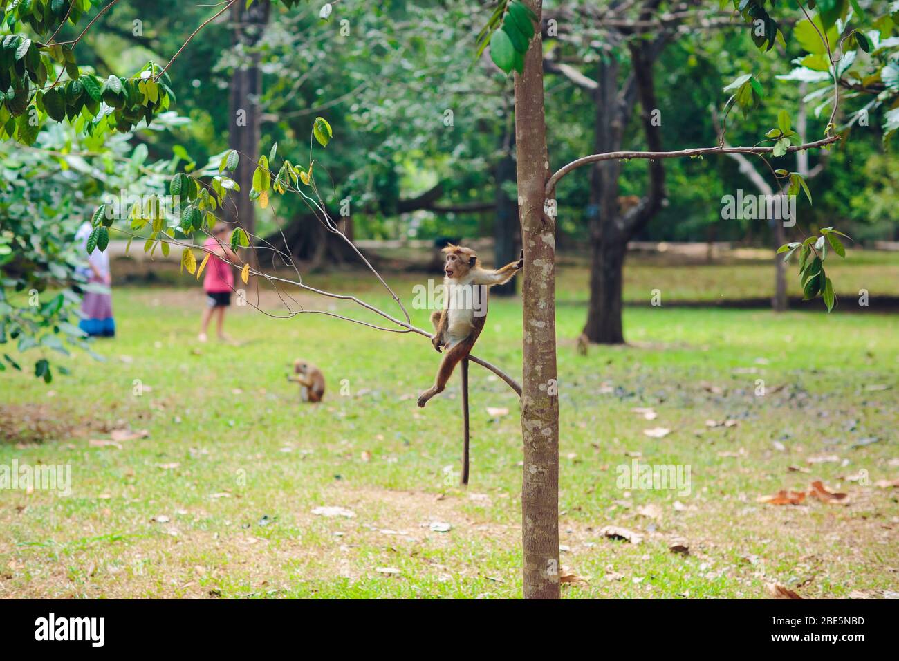 Toque macaque looking to the camera in Sigiriya, Sri Lanka Stock Photo
