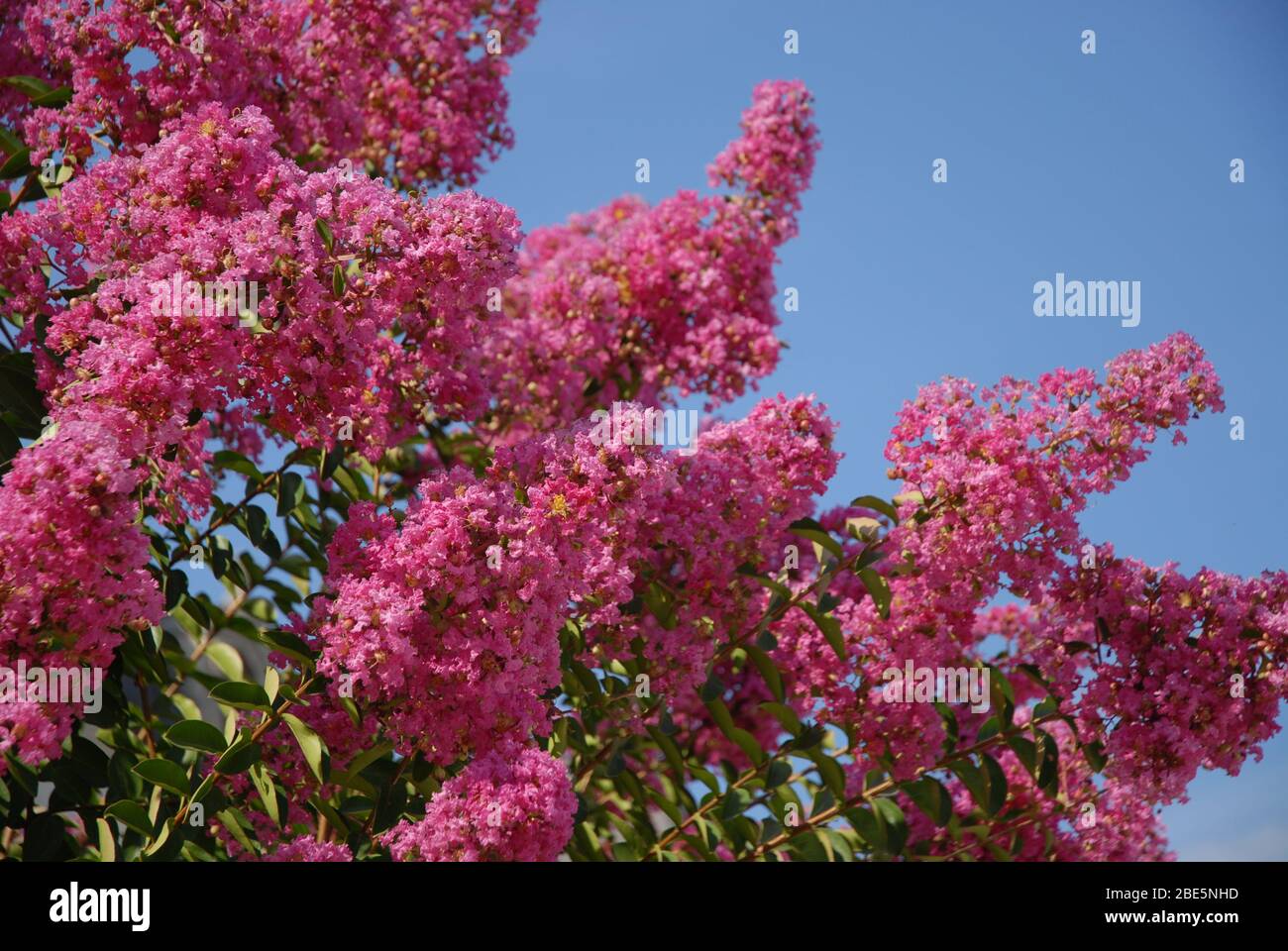 Pink flowers on a Crape myrtle, also known as Lagerstroemia indica Stock Photo