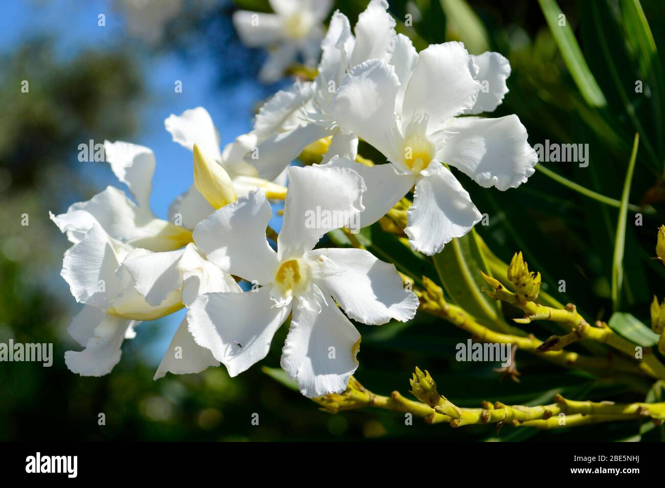 Mandevilla boliviens Apocynaceae flowers Stock Photo