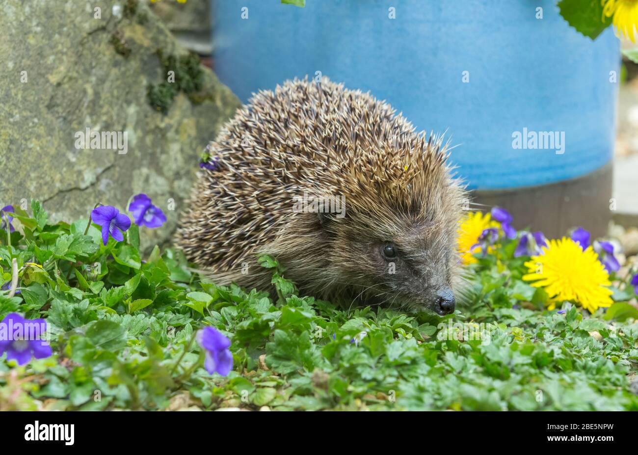 Hedgehog (Scientific name: Erinaceus Europaeus). Close up of a wild, native, European hedgehog in Springtime.Facing right with blue plantpot & violets Stock Photo