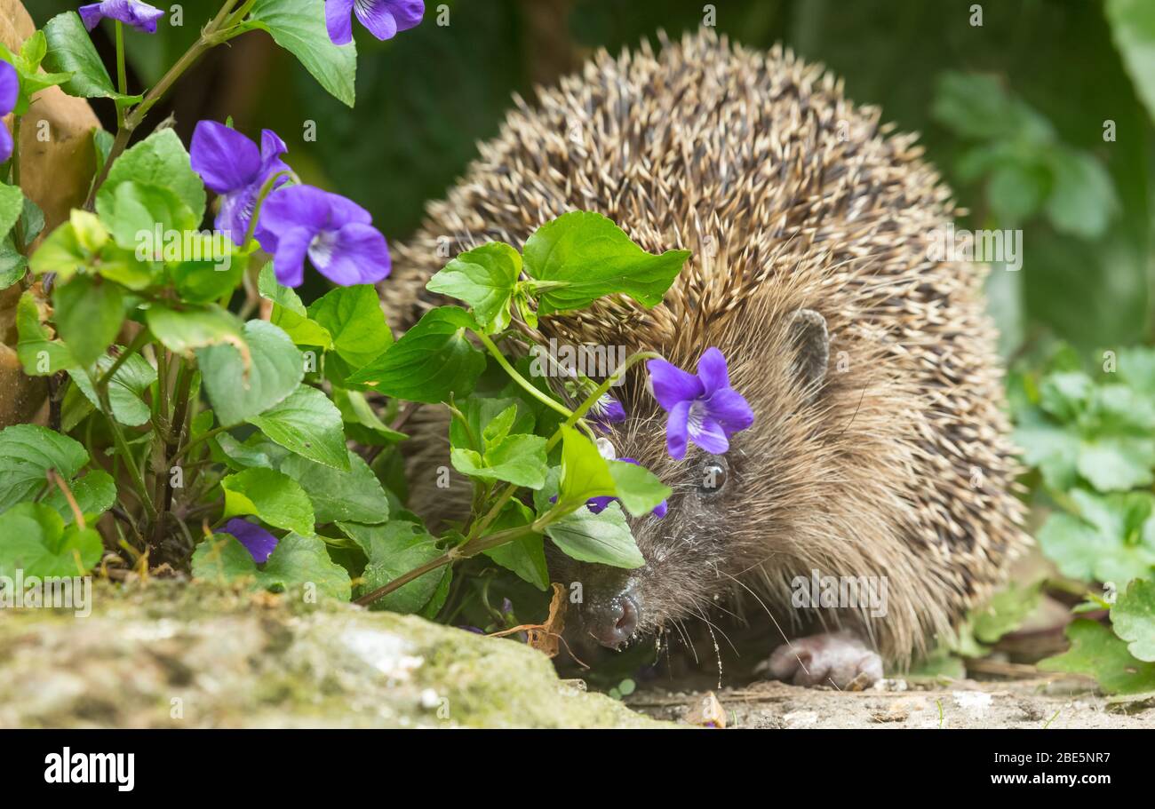 Hedgehog, (Scientific name: Erinaceus Europaeus). Close up of a wild, native, European hedgehog  in Springtime.  Peeping through purple violets Stock Photo