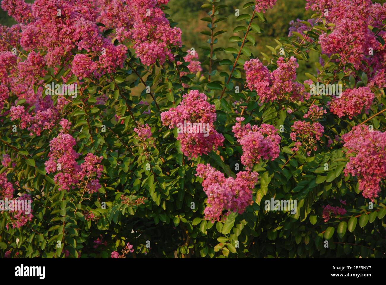 Pink flowers on a Crape myrtle, also known as Lagerstroemia indica Stock Photo