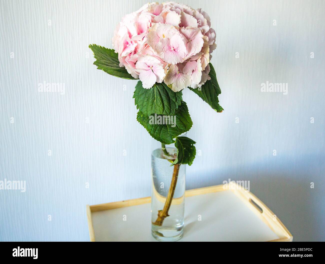 Pink flower hydrangea in vase on white background Stock Photo - Alamy