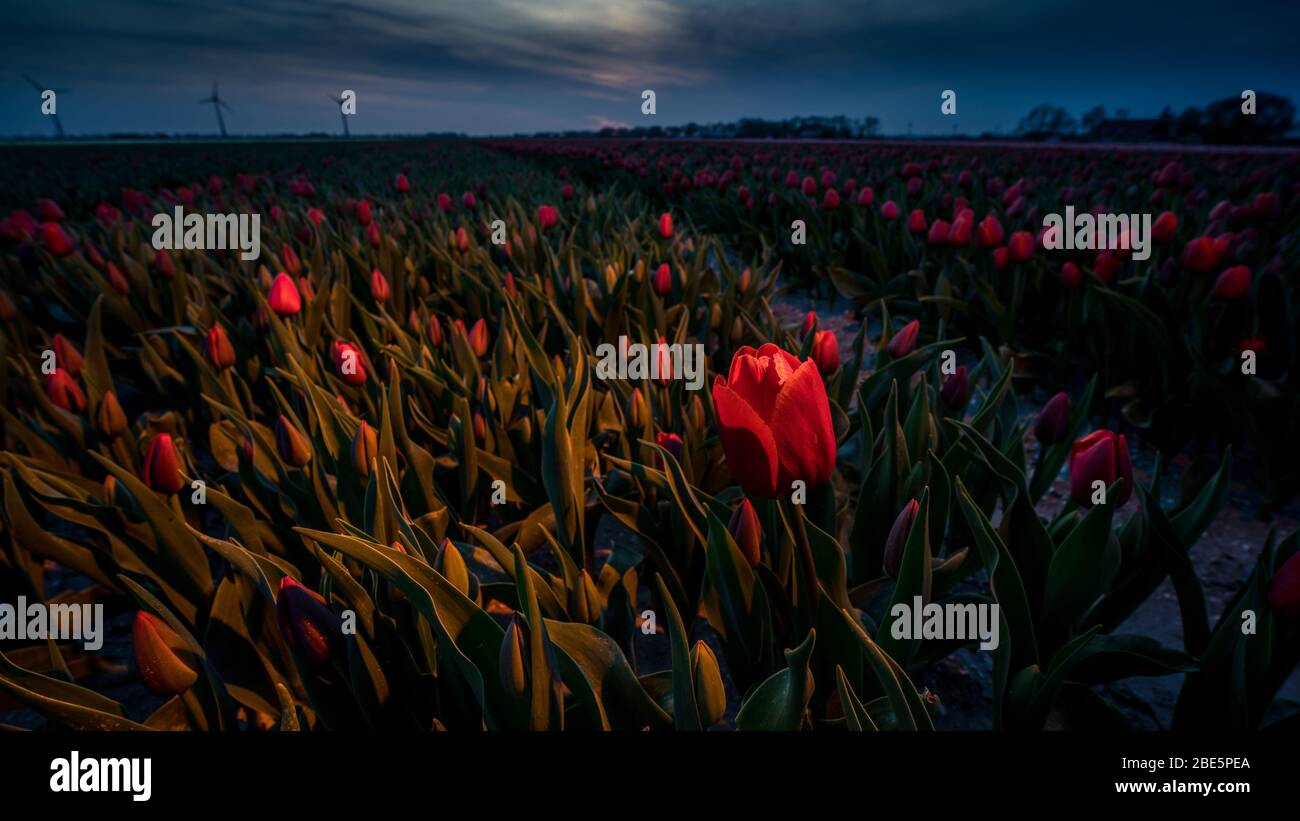 sunrise over the Dutch flower fields during spring in Holland Stock ...