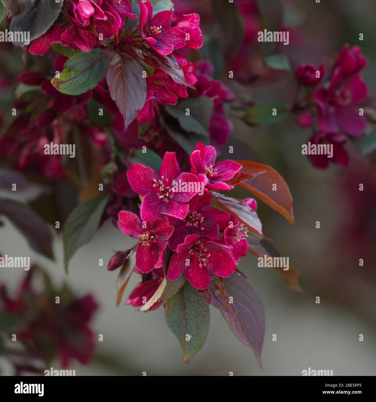Crab apple tree with pink flowers in bloom Stock Photo Alamy