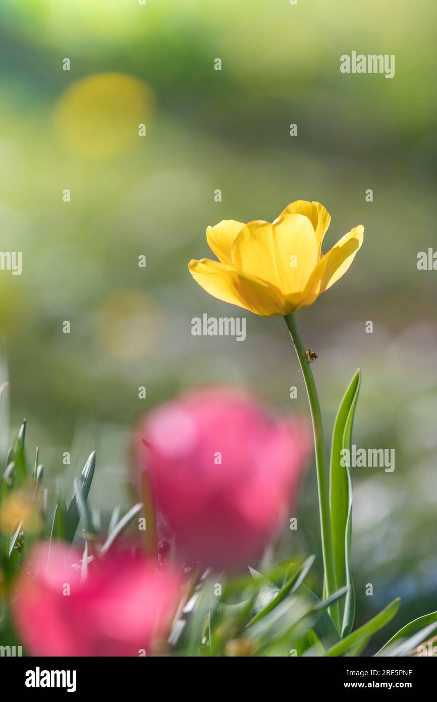 Yellow tulip in the backlight with grass against green background Stock ...